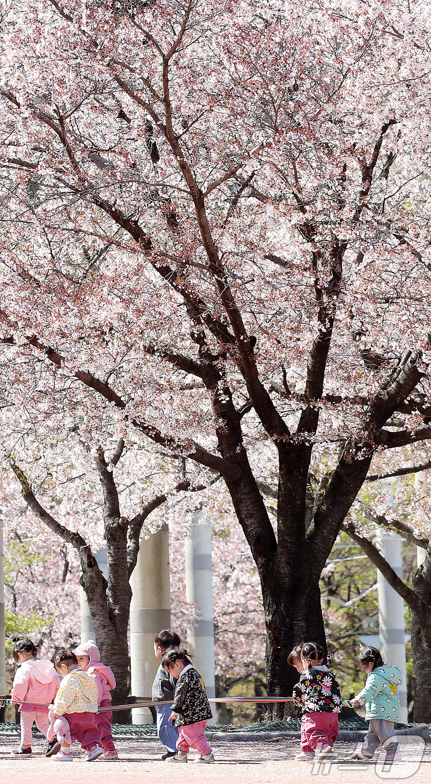 (대구=뉴스1) 공정식 기자 = 7일 대구 수성구 대구스타디움으로 소풍 나온 어린이들이 벚꽃길을 따라 걷고 있다. 2026.4.7/뉴스1