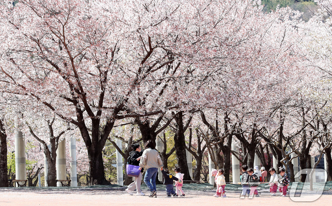 (대구=뉴스1) 공정식 기자 = 7일 대구 수성구 대구스타디움으로 소풍 나온 어린이들이 벚꽃길을 따라 걷고 있다. 2026.4.7/뉴스1
