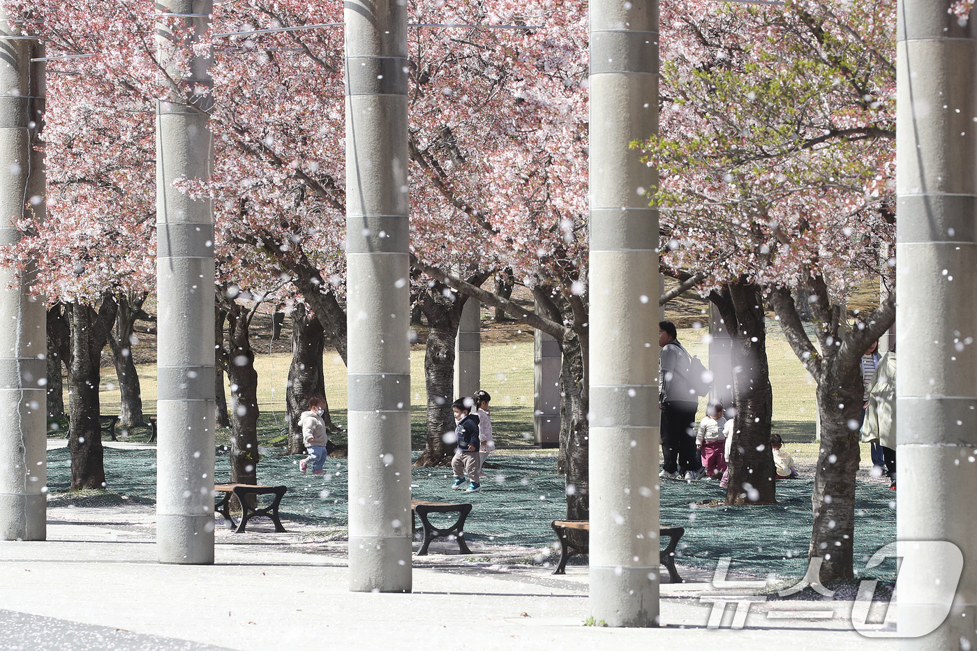 (대구=뉴스1) 공정식 기자 = 7일 대구 수성구 대구스타디움 서편 광장 옆 벚꽃길에 피었던 벚꽃이 봄바람에 흩날리고 있다. 2026.4.7/뉴스1