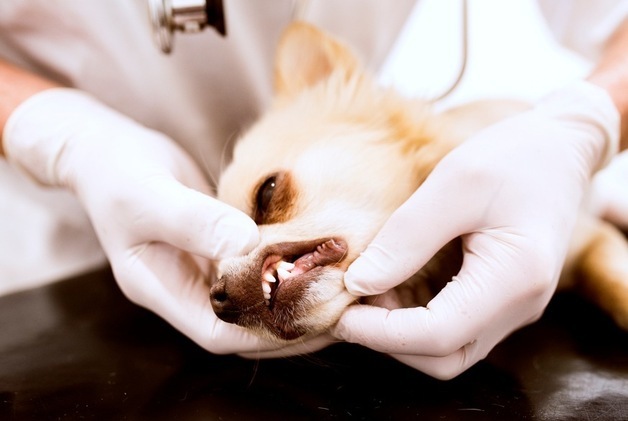 "강아지 잇몸 출혈, 그냥 넘겼다가는 큰일"…'혈액암' 신호일 수도