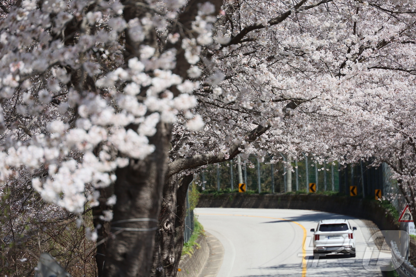 (임실=뉴스1) 유경석 기자 = 7일 전북 임실군 옥정호 순환도로를 따라 만개한 벚꽃이 푸른 호수와 어우러져 장관을 이루고 있다. \'한국의 아름다운 길 100선\'에 선정되기도 …