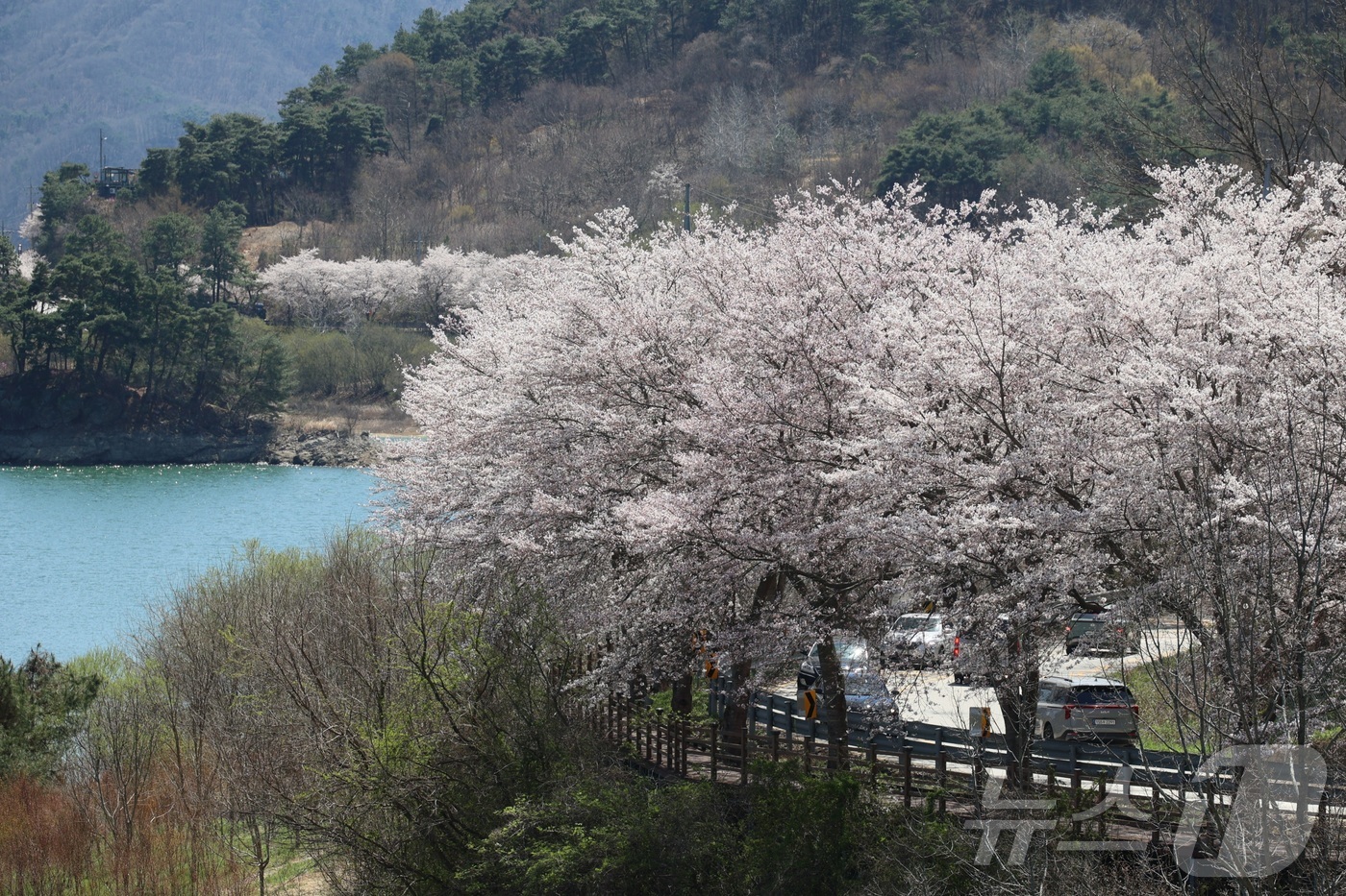 (임실=뉴스1) 유경석 기자 = 7일 전북 임실군 옥정호 순환도로를 따라 만개한 벚꽃이 푸른 호수와 어우러져 장관을 이루고 있다. \'한국의 아름다운 길 100선\'에 선정되기도 …