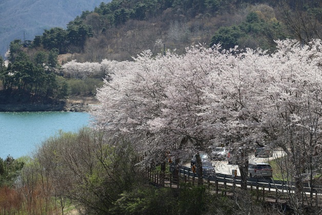 임실 벚꽃 만개
