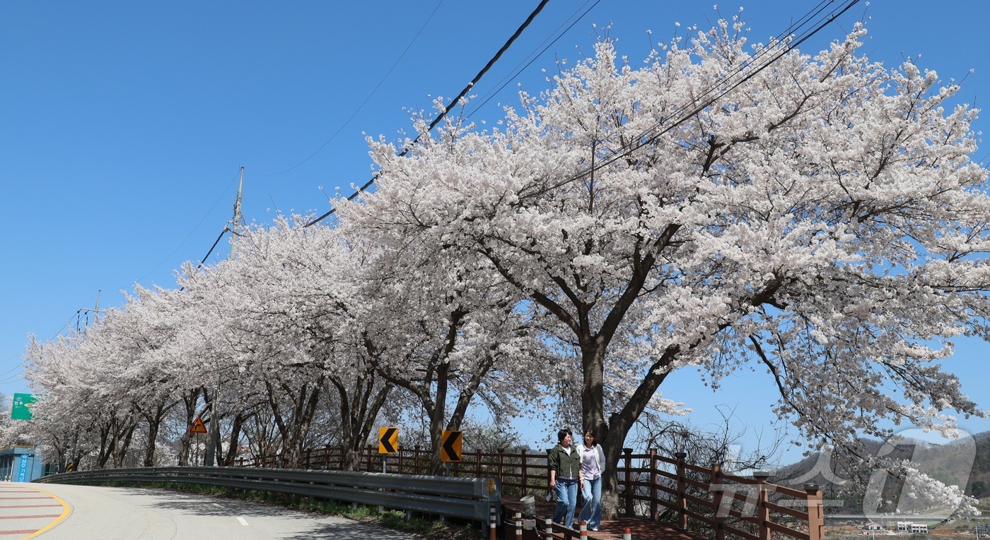 (임실=뉴스1) 유경석 기자 = 7일 전북 임실군 옥정호 순환도로를 따라 만개한 벚꽃이 푸른 호수와 어우러져 장관을 이루고 있다. \'한국의 아름다운 길 100선\'에 선정되기도 …