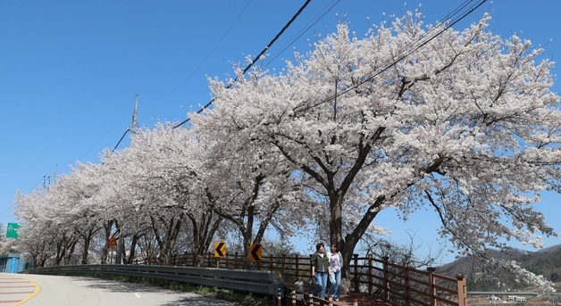 파란 하늘 아래 벚꽃 활짝