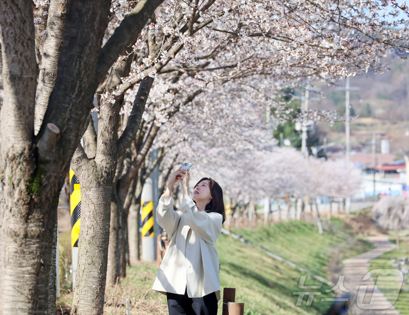 (임실=뉴스1) 유경석 기자 = 7일 전북 임실군 임실천변에서 한 관광객이 화사하게 만개한 벚꽃 아래에서 셀카를 찍으며 봄 정취를 만끽하고 있다. (임실군청 제공. 재판매 및 DB …