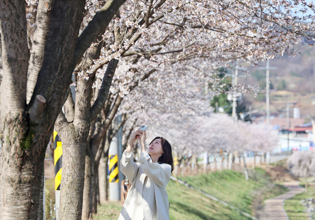 봄 향기 가득한 임실천변
