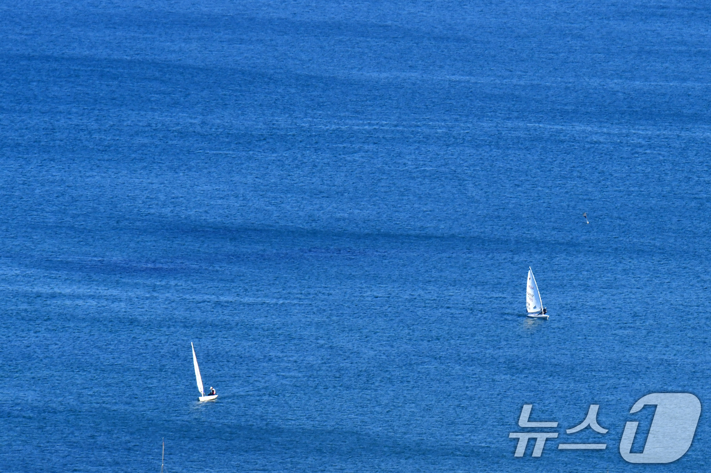 (포항=뉴스1) 최창호 기자 = 7일 오후 경북 포항시 북구 영일대해수욕장 앞 바다에서 딩기요트가 봄 바람을 타고 달리고 있다. 2026.4.7/뉴스1