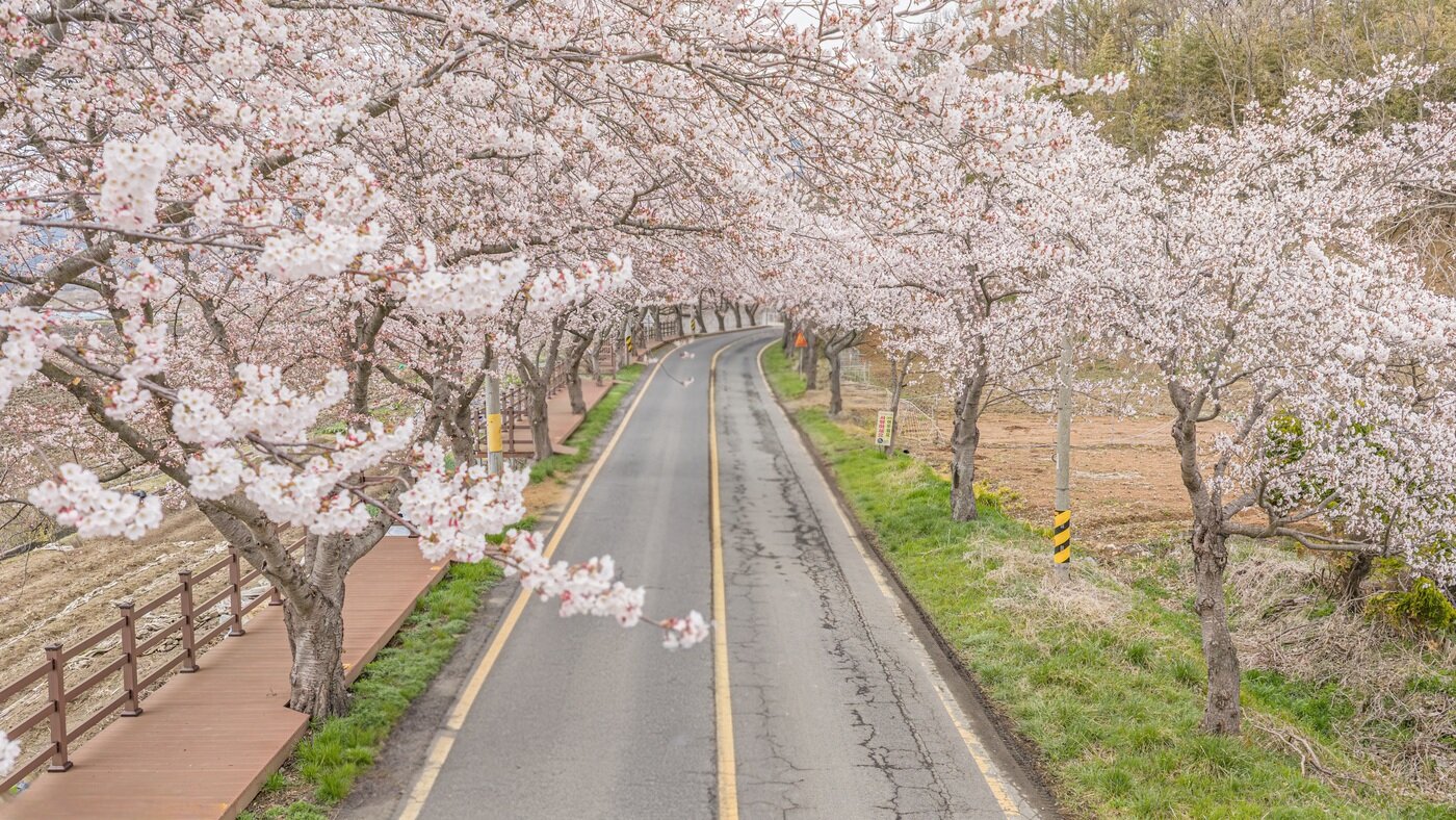 본문 이미지 - 최근 만개한 주산 벚꽃길 모습.(보령시 제공. 재판매 및 DB금지)/뉴스1