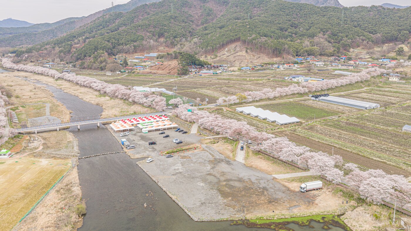 본문 이미지 - 최근 만개한 주산 벚꽃길과 축제장 모습.(보령시 제공. 재판매 및 DB금지)/뉴스1