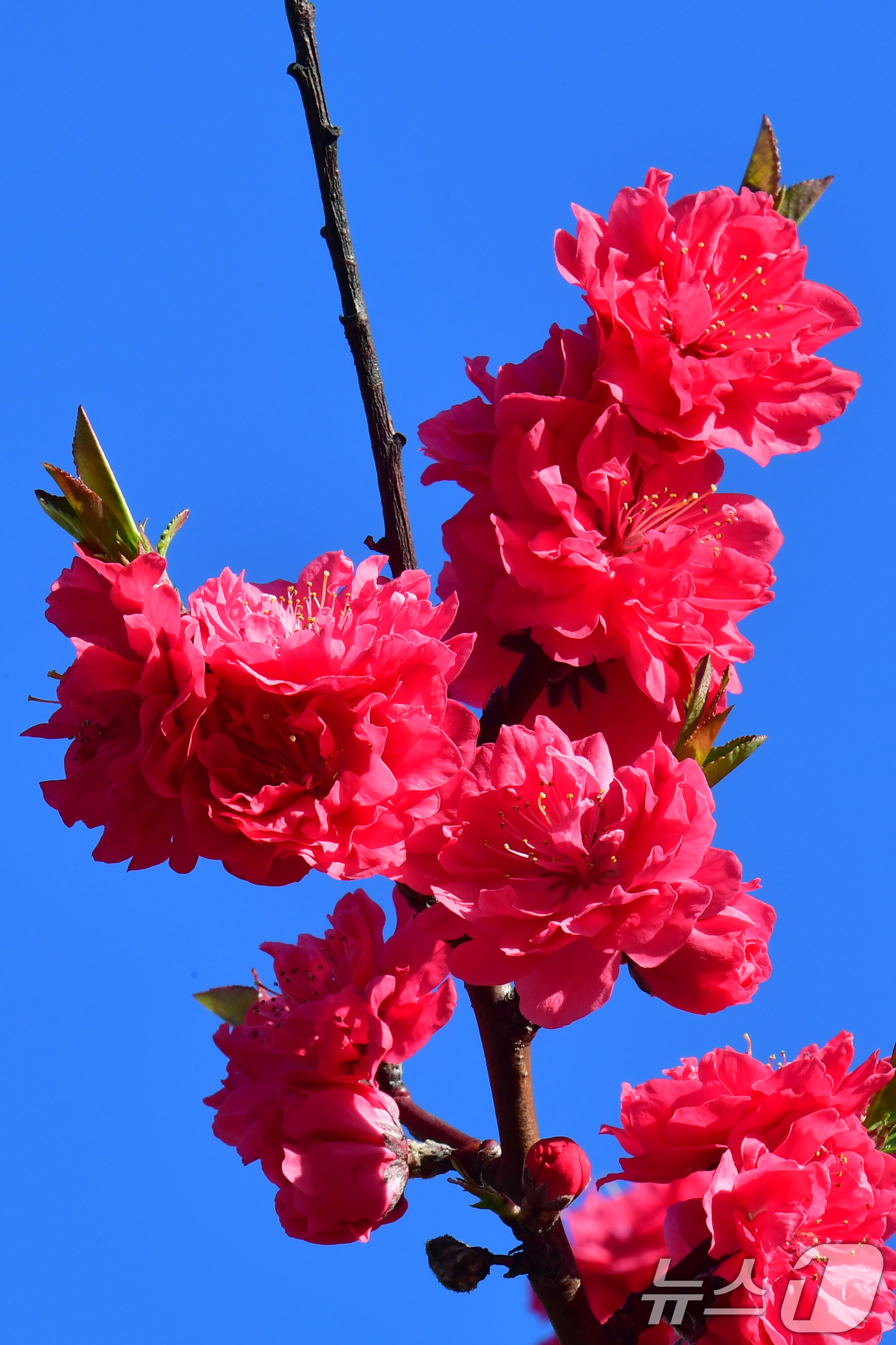 (포항=뉴스1) 최창호 기자 = 8일 경북 포항시청사 화단에서 꽃복숭아 꽃이 푸른 하늘을 배경으로 활짝 피어었다.  2026.4.8/뉴스1