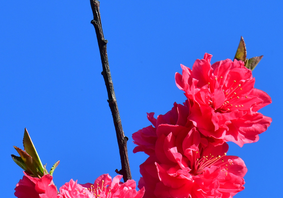 꽃복숭아 꽃이 피었습니다