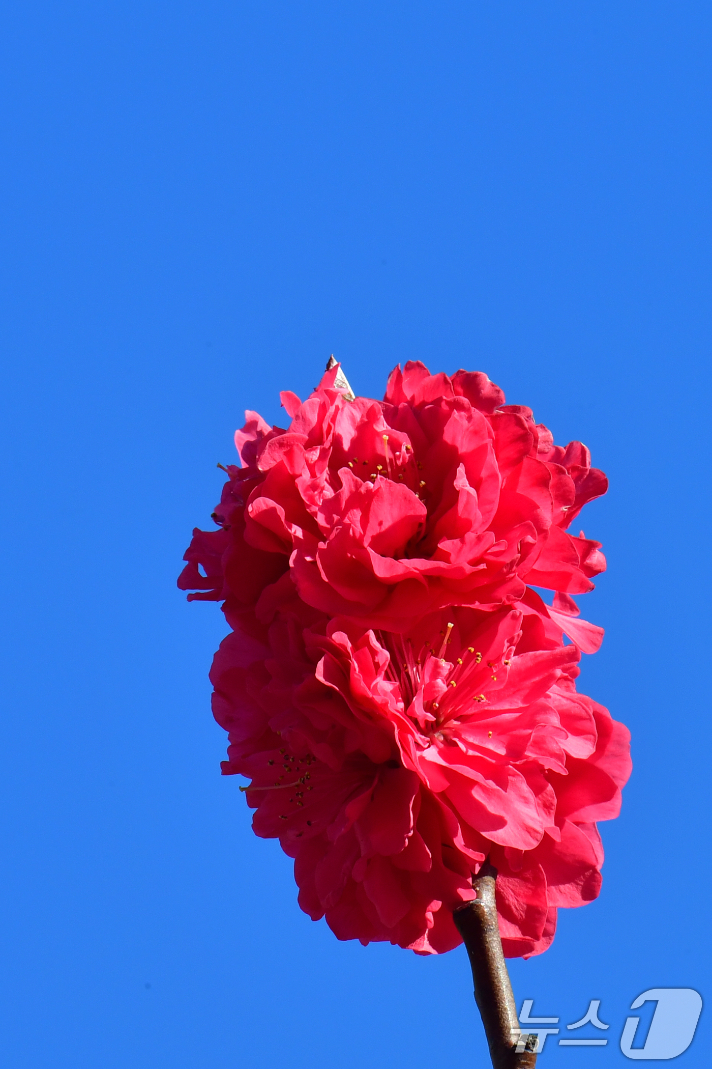 (포항=뉴스1) 최창호 기자 = 8일 경북 포항시청사 화단에서 꽃복숭아 꽃이 푸른 하늘을 배경으로 활짝 피어었다. 2026.4.8/뉴스1