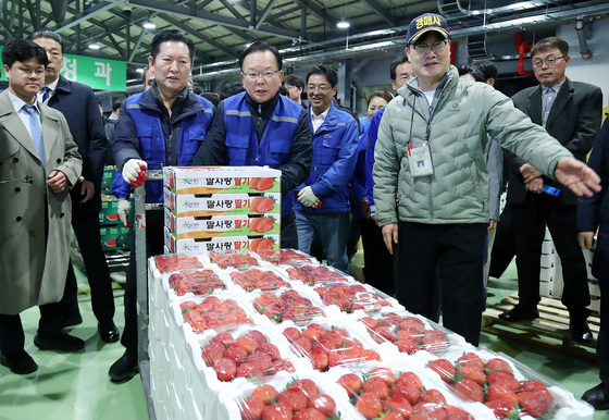 "싱싱한 딸기 왔어요"