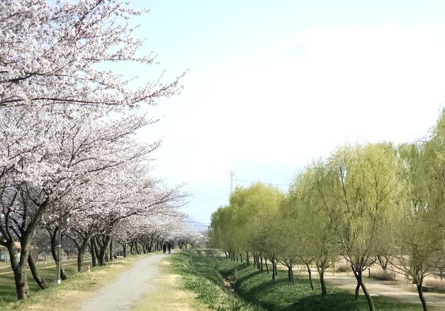"벚꽃 터널 옆 버드나무 물결"…당진 합덕제 봄꽃 절정
