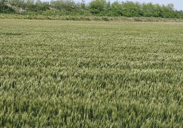 서천군 "밀·보리 등 맥류 붉은곰팡이병 예방, 적기 방제 필요"