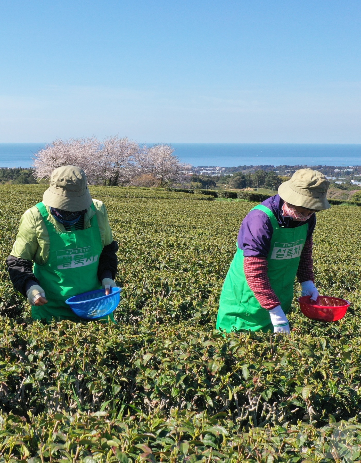 (제주=뉴스1) 홍수영 기자 = 8일 제주 서귀포시 소재 오설록농장 차밭에서 관계자들이 정성스럽게 키운 찻잎을 첫 수확하고 있다.(독자제공, 재판매 및 DB금지)2026.4.8/뉴 …