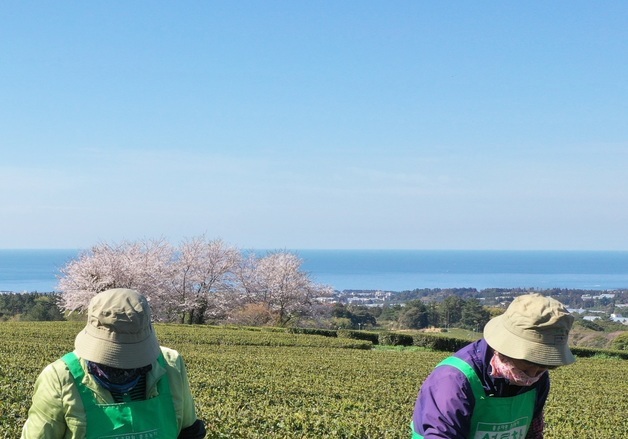 올해 첫 찻잎 수확