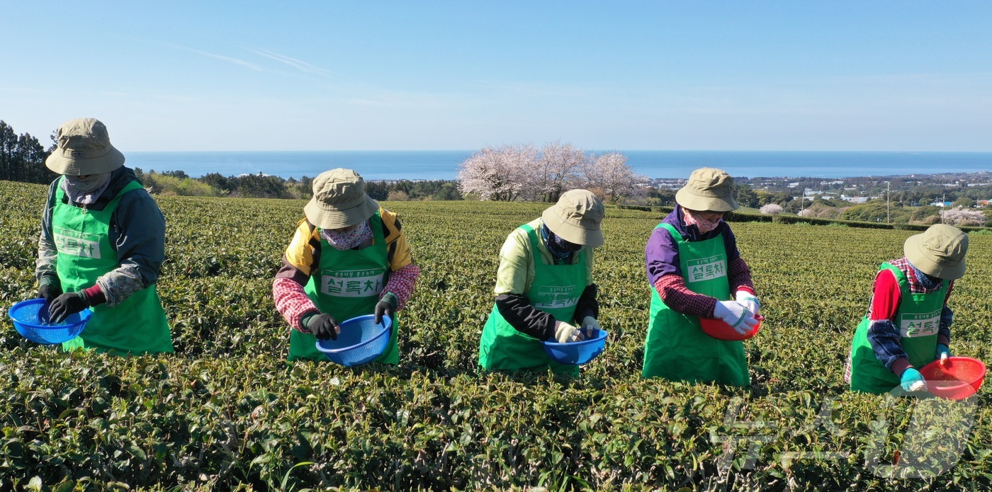 (제주=뉴스1) 홍수영 기자 = 8일 제주 서귀포시 소재 오설록농장 차밭에서 관계자들이 정성스럽게 키운 찻잎을 첫 수확하고 있다.(독자제공, 재판매 및 DB금지)2026.4.8/뉴 …
