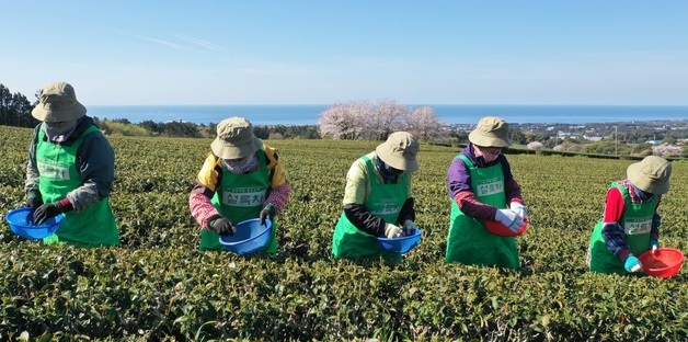오설록농장, 올해 첫 찻잎 수확