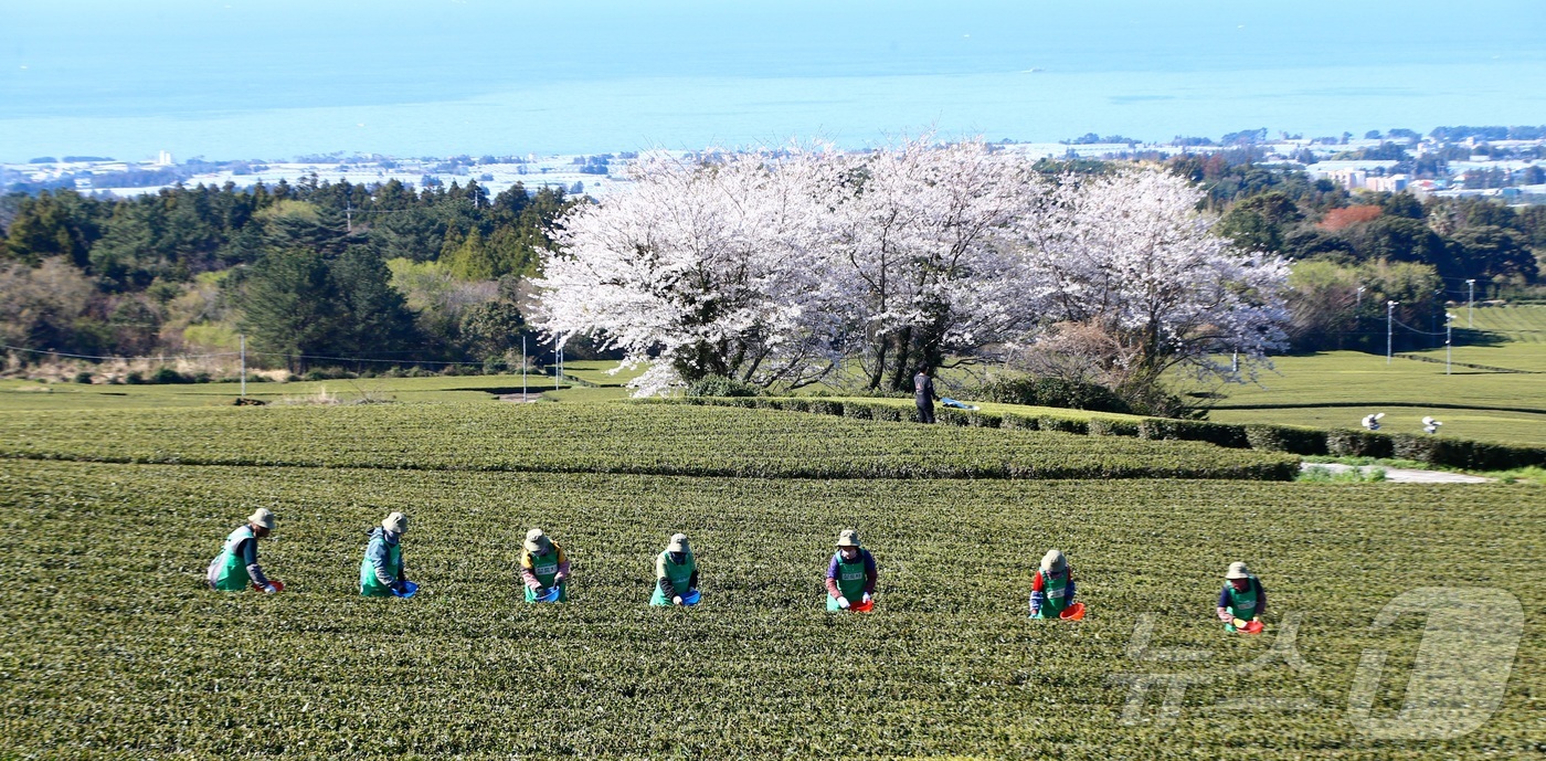 (제주=뉴스1) 홍수영 기자 = 8일 제주 서귀포시 소재 오설록농장 차밭에서 관계자들이 정성스럽게 키운 찻잎을 첫 수확하고 있다. (독자제공, 재판매 및 DB금지)2026.4.8/ …