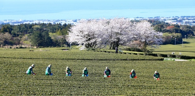 남은 봄꽃 다 지겠네…중국발 비구름에 최대 250㎜·수도권 50㎜ 봄비