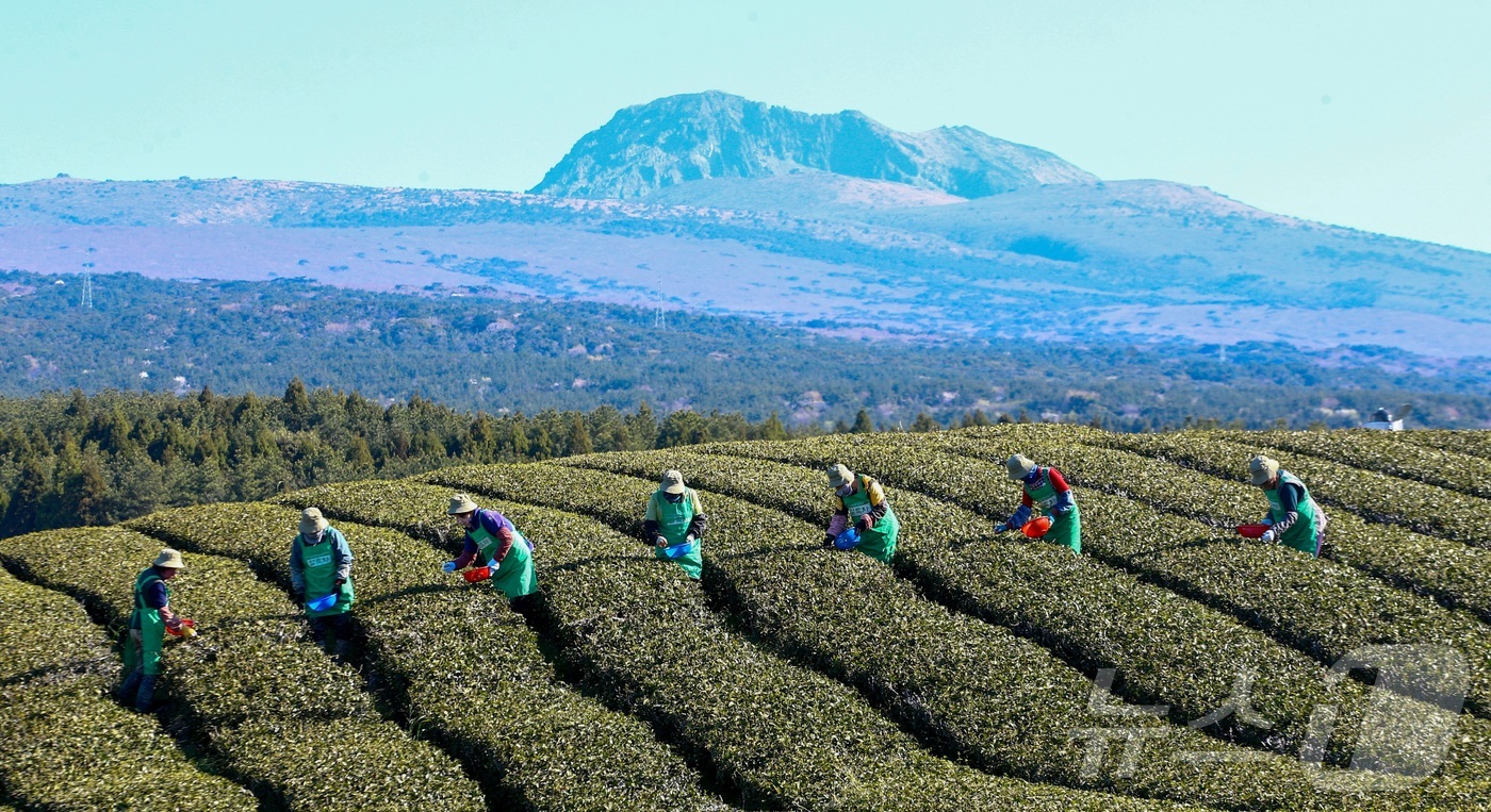 (제주=뉴스1) 홍수영 기자 = 8일 제주 서귀포시 소재 오설록농장 차밭에서 관계자들이 정성스럽게 키운 찻잎을 첫 수확하고 있다. (독자제공, 재판매 및 DB금지)2026.4.8/ …