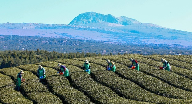 올해 첫 찻잎 수확