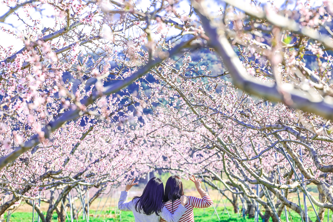 (청도=뉴스1) 정우용 기자 = 8일 경북 청도군 각남면 칠성리 한 복숭아 밭에 복사꽃이 만발한 가운데 봄 나들이 나선 시민들이 활짝 핀 봄꽃을 배경으로 사진을 찍으고 있다. (청 …