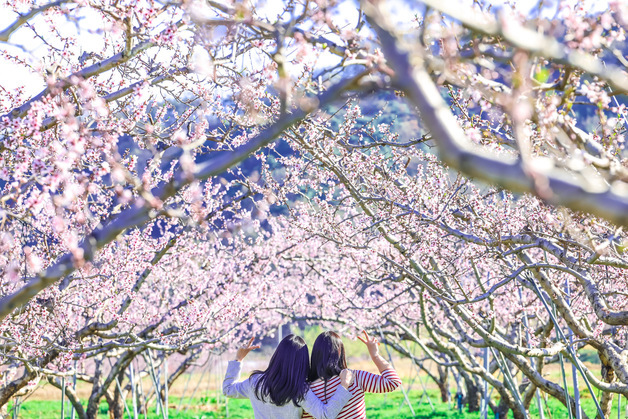 청도 복숭아밭 분홍빛 봄의 향연