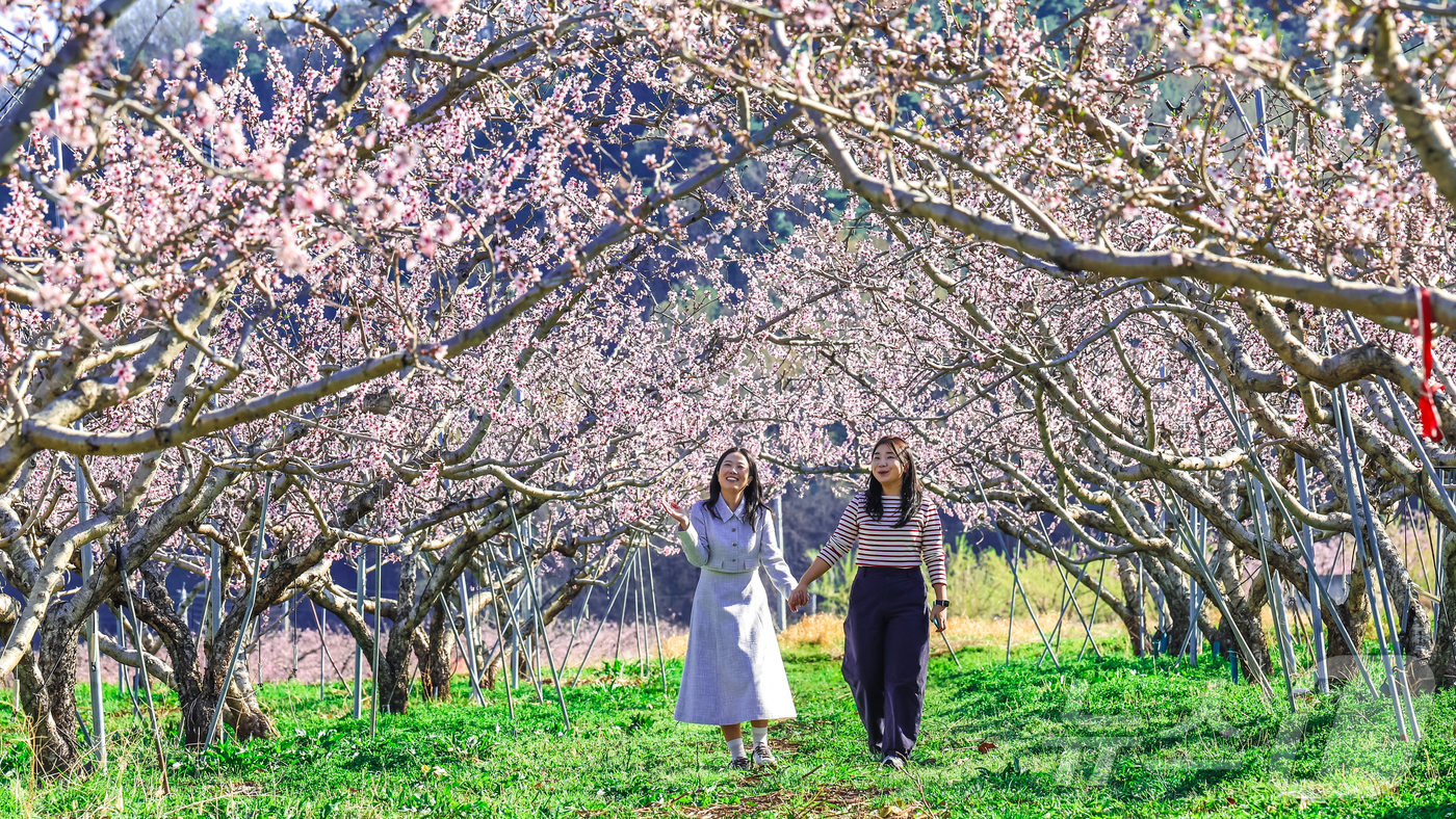 (청도=뉴스1) 정우용 기자 = 일 경북 청도군 각남면 칠성리 한 복숭아 밭에 복사꽃이 만발한 가운데 봄 나들이 나선 시민들이 활짝 핀 봄꽃을 배경으로 사진을 찍으고 있다. (청도 …