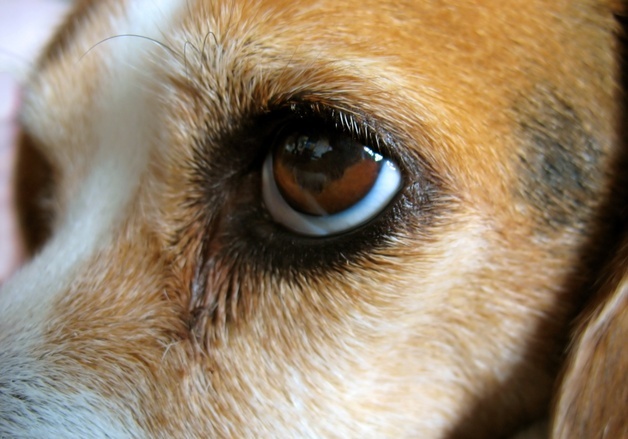 13세 노령견 눈가 혹, 마취 없이 냉동술로 제거했더니…만족도↑