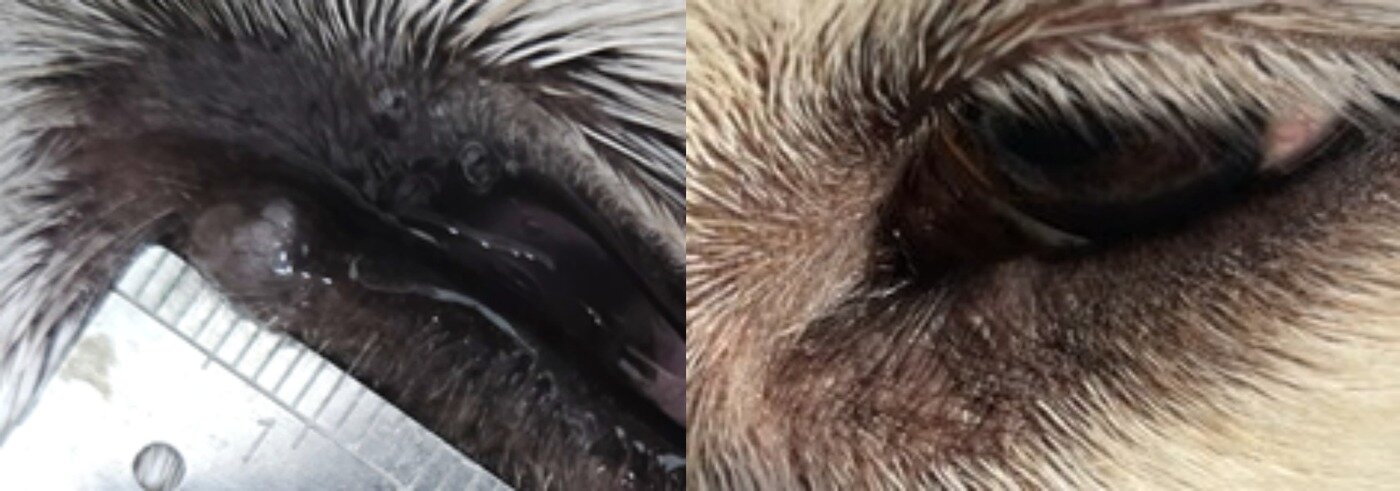 본문 이미지 - 안검에 종괴가 발생한 강아지에게 냉동수술을 진행한 결과(예은동물의료센터 제공) ⓒ 뉴스1