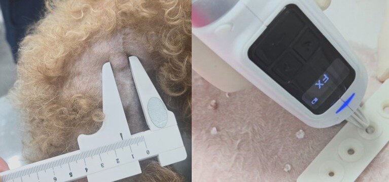 본문 이미지 - 피부에 종괴가 발생한 강아지에게 냉동수술을 진행하는 모습(예은동물의료센터 제공) ⓒ 뉴스1