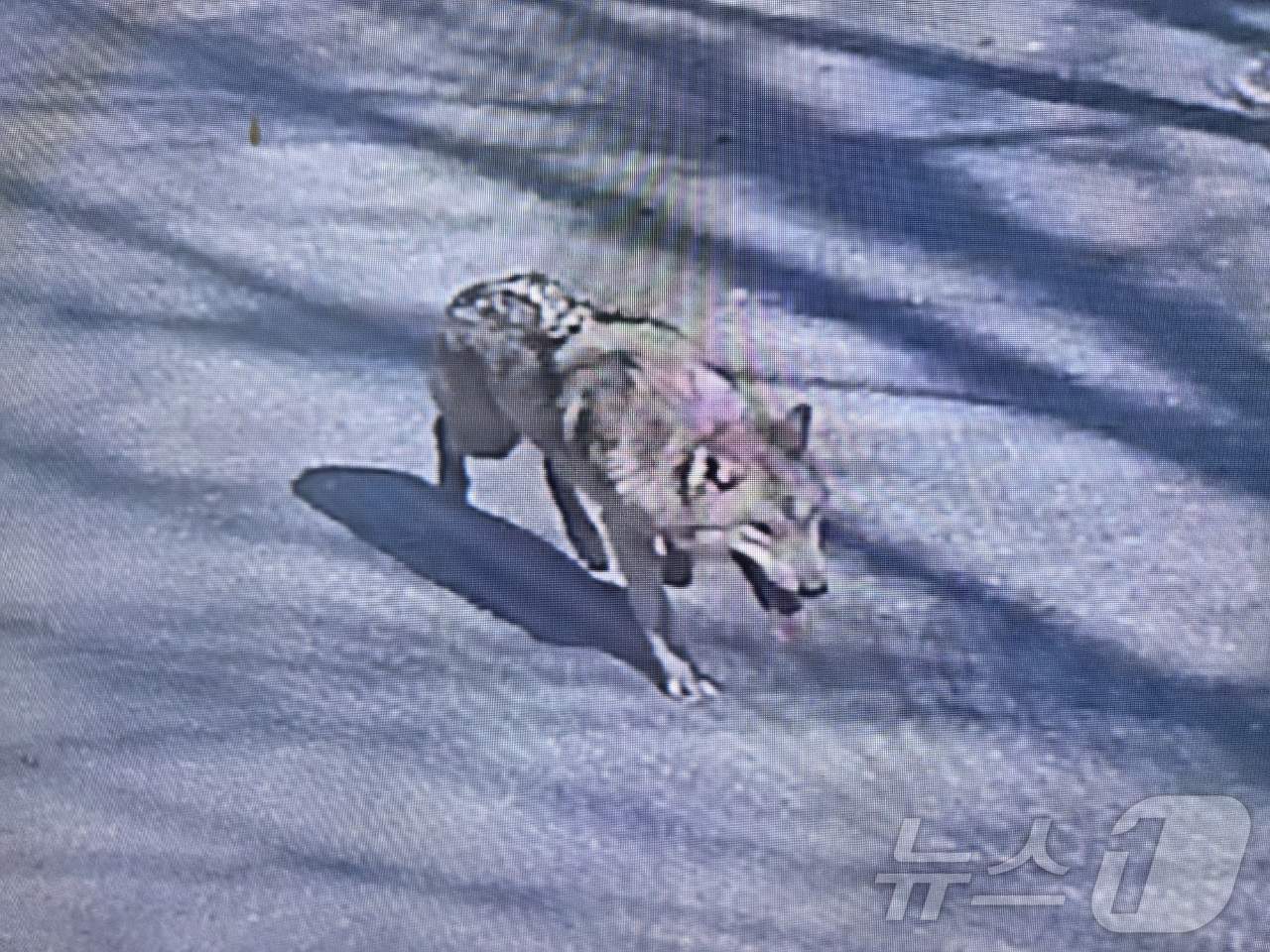 (대전=뉴스1) 김기태 기자 = 8일 대전 오월드에서 탈출한 늑대 1마리가 대전 도심에서 목격되고 있다. 현재소방, 경찰, 오월드, 금강유역환경청, 엽사 등이 수색 및 포획 작업을 …