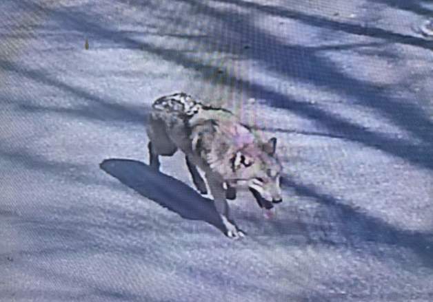 "어, 한 마리가 없네"…대전 오월드 늑대 탈출 40분 지나 신고