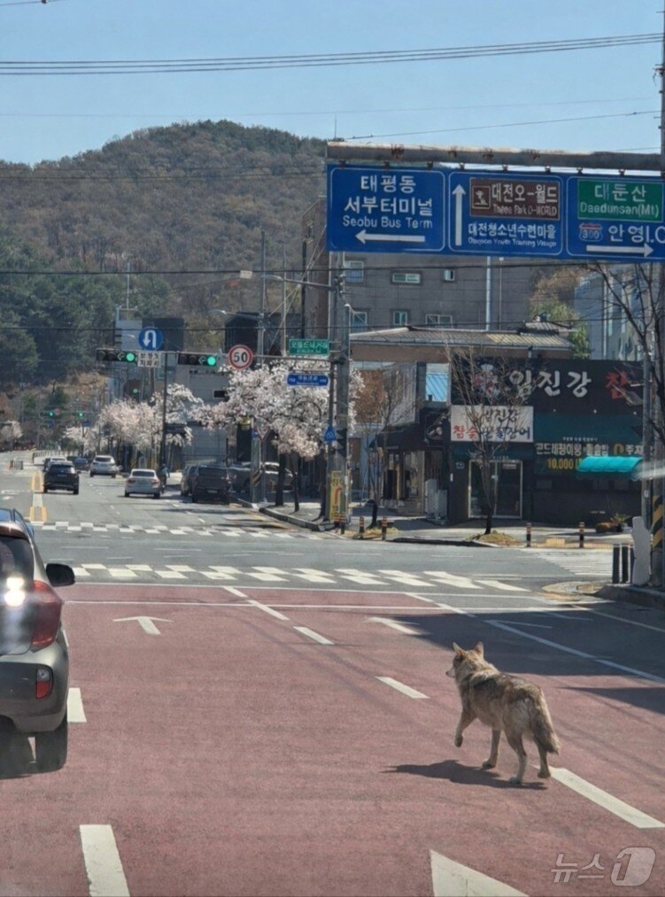 본문 이미지 - 8일 대전 오월드에서 탈출한 늑대 1마리가 대전 도심에서 목격되고 있다. 현재소방, 경찰, 오월드, 금강유역환경청, 엽사 등이 수색 및 포획 작업을 하고 있다. (대전소방본부 제공. 재판매 및 DB금지) 2026.4.8 ⓒ 뉴스1 김기태 기자