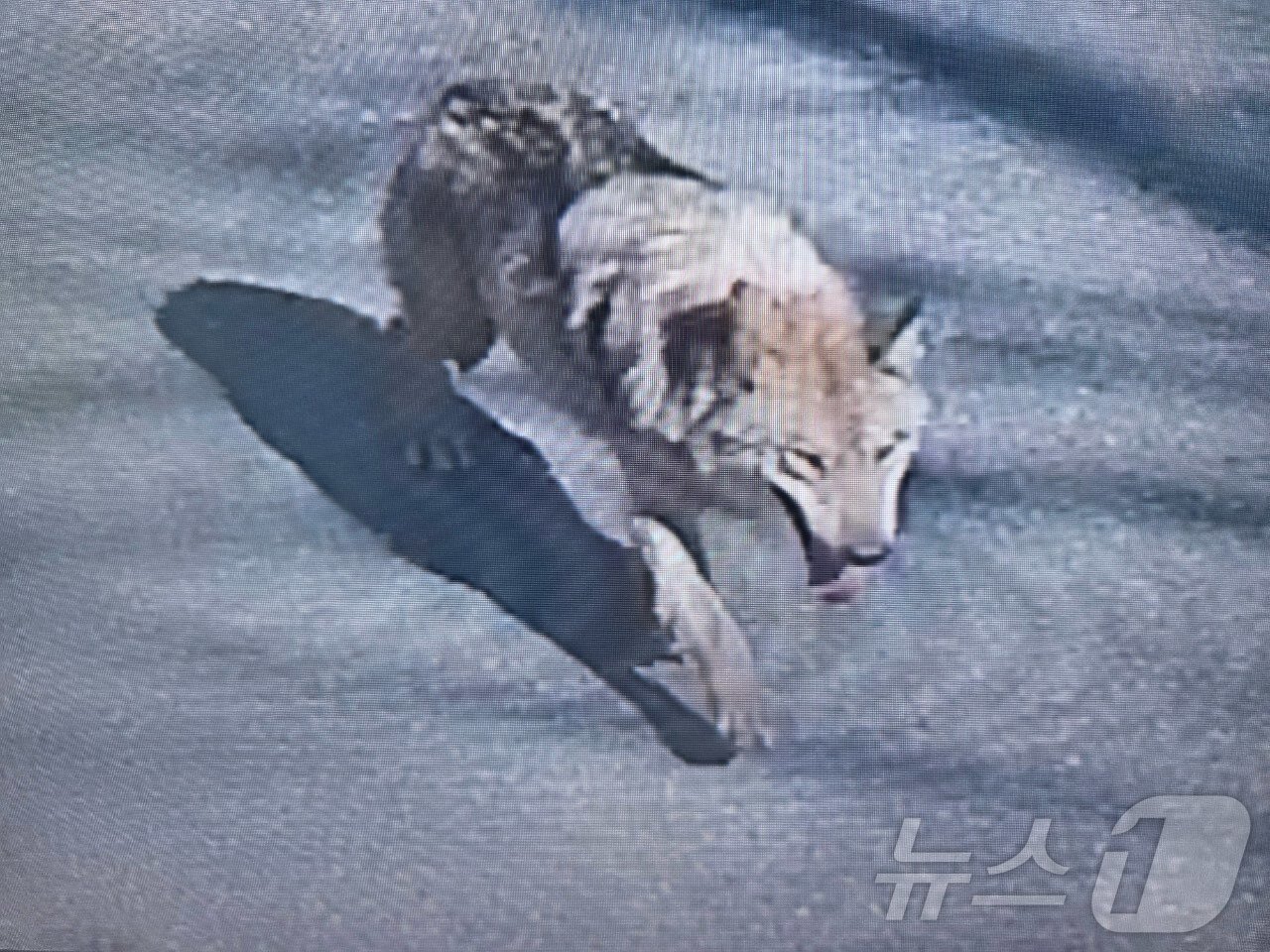 본문 이미지 - 8일 대전 오월드에서 탈출한 늑대 1마리가 대전 도심에서 목격되고 있다.  (대전소방본부 제공. 재판매 및 DB금지) 2026.4.8  /뉴스1 