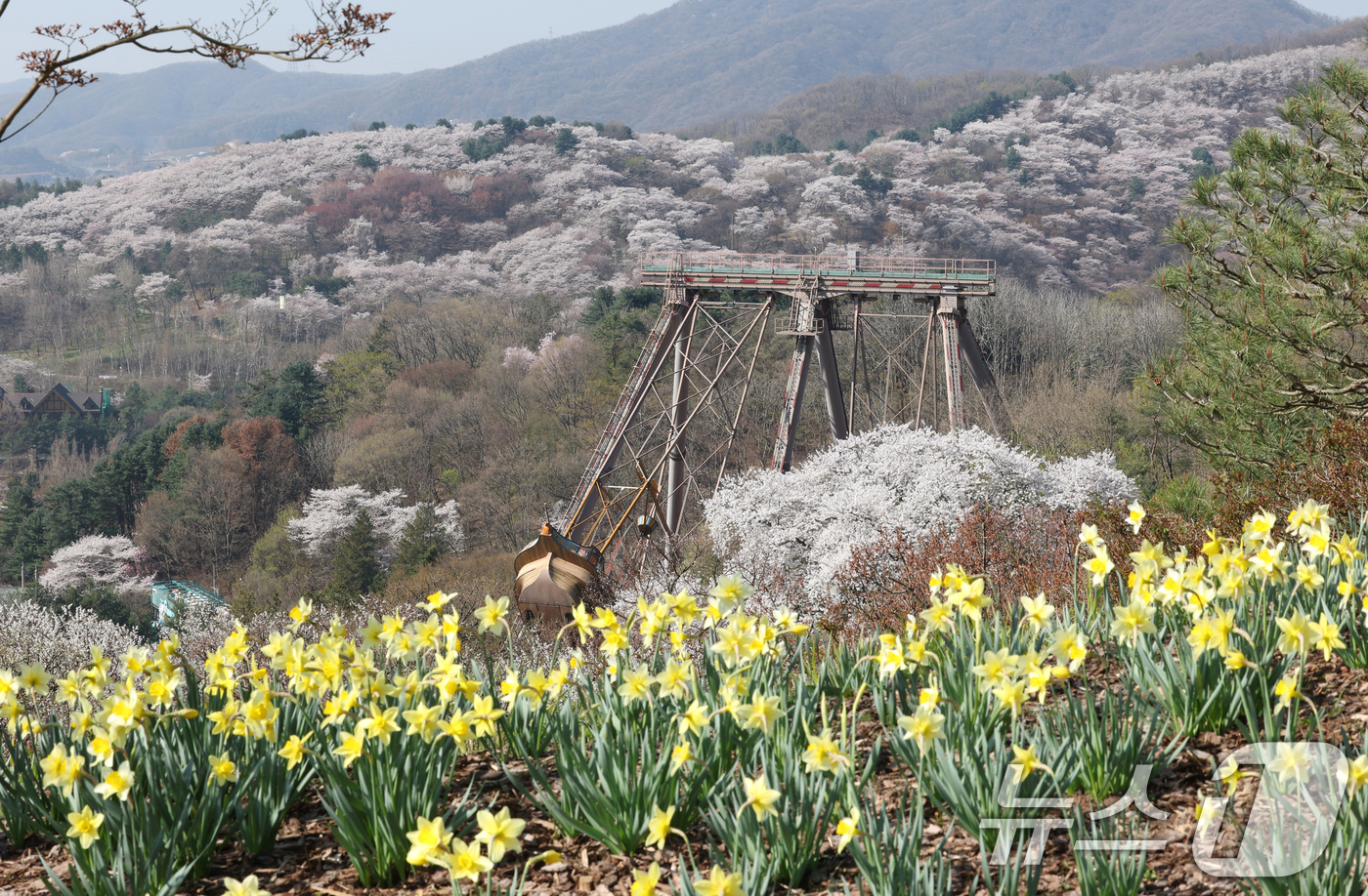 (수원=뉴스1) 김영운 기자 = 화창한 봄날씨를 보인 8일 경기 용인시 처인구 에버랜드 하늘정원길에서 바라본 에버랜드 일대가 벚꽃, 매화, 수선화를 비롯한 봄꽃들로 만개해 있다. …