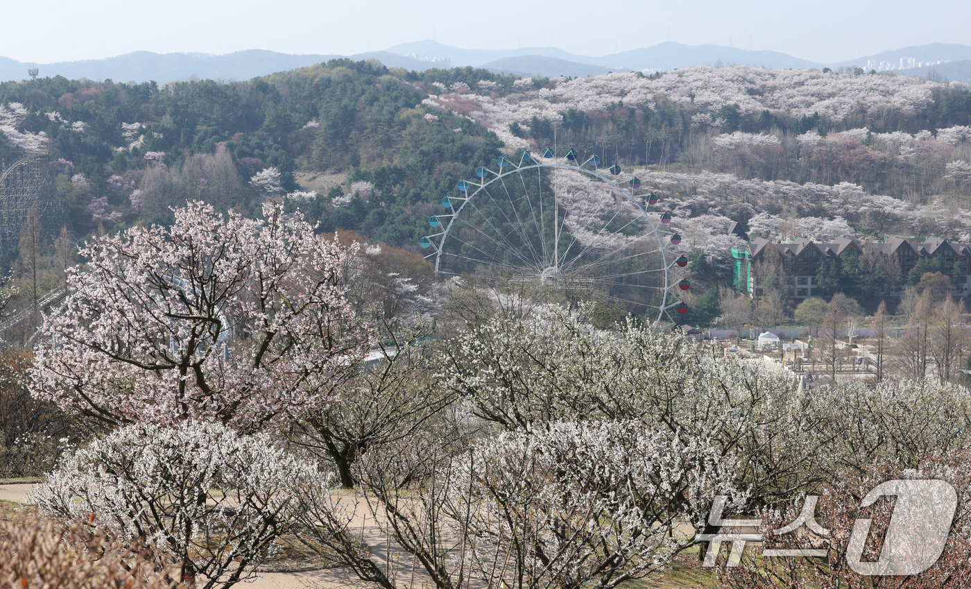 (수원=뉴스1) 김영운 기자 = 화창한 봄날씨를 보인 8일 경기 용인시 처인구 에버랜드 하늘정원길에서 바라본 에버랜드 일대가 벚꽃, 매화, 수선화를 비롯한 봄꽃들로 만개해 있다. …