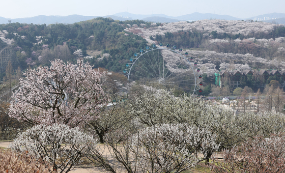 분홍빛 물든 에버랜드