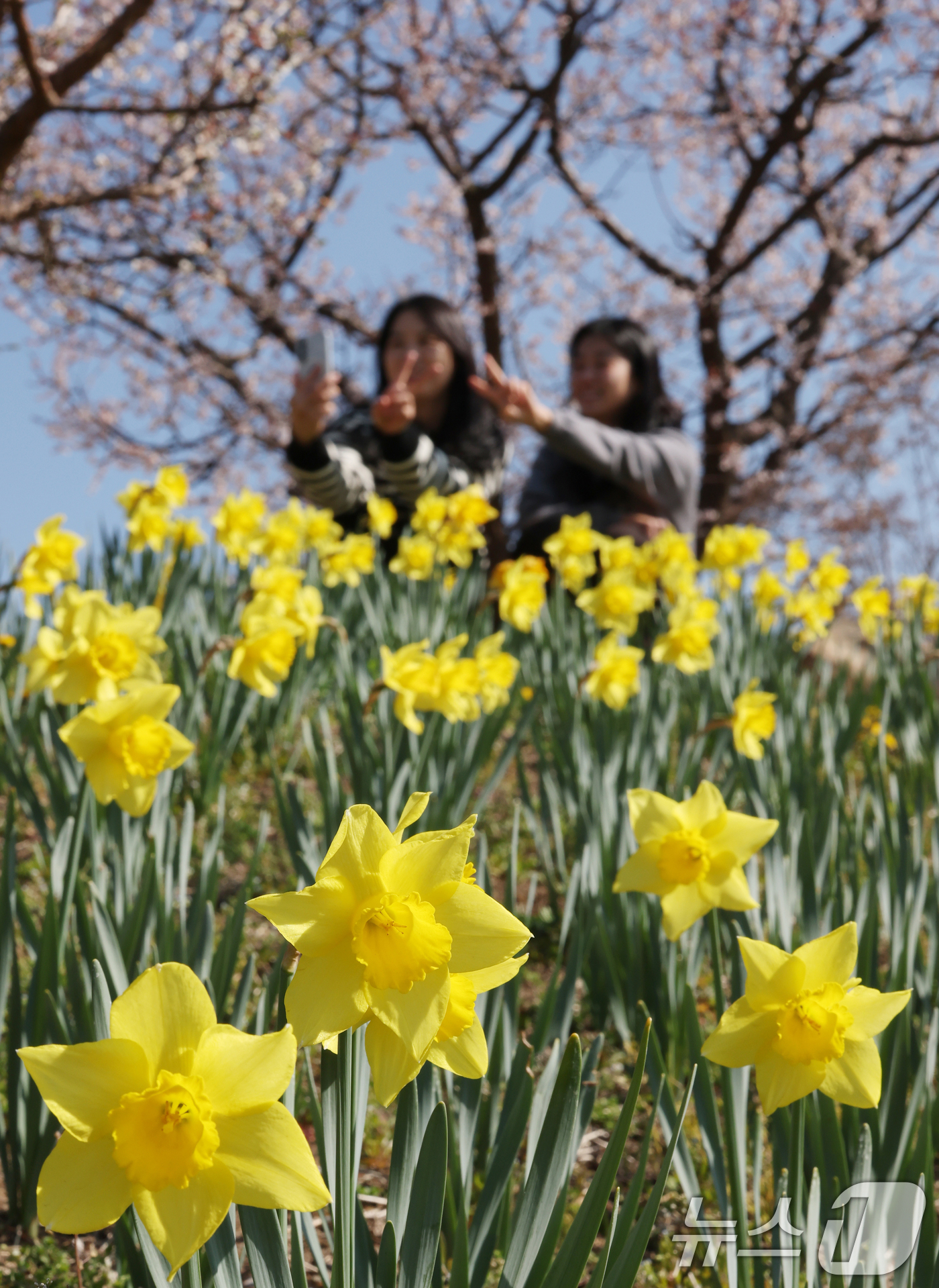 (수원=뉴스1) 김영운 기자 = 화창한 봄날씨를 보인 8일 경기 용인시 처인구 에버랜드 하늘정원길에서 바라본 에버랜드 일대가 벚꽃, 매화, 수선화를 비롯한 봄꽃들로 만개해 있다. …