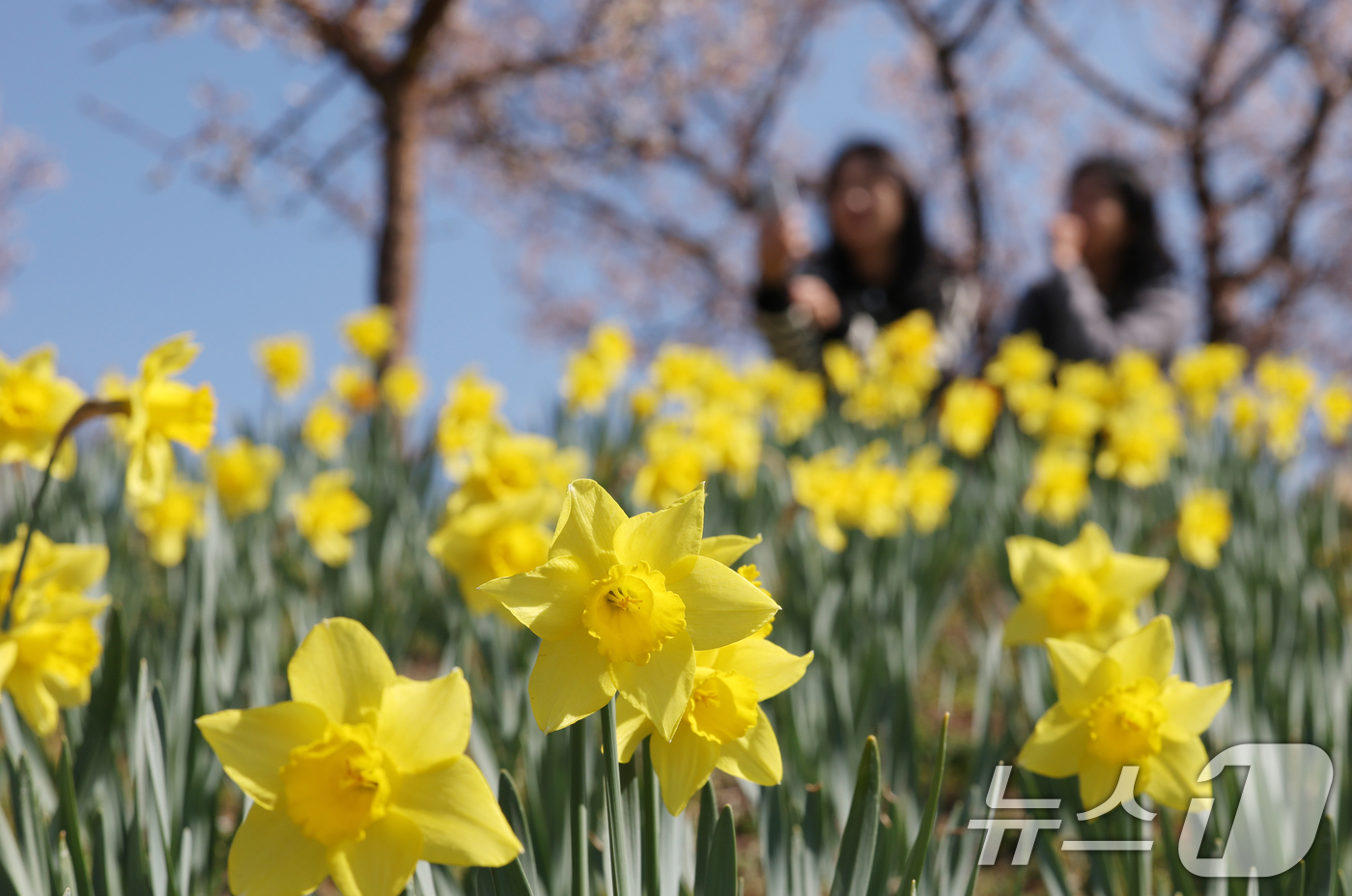 (수원=뉴스1) 김영운 기자 = 화창한 봄날씨를 보인 8일 경기 용인시 처인구 에버랜드 하늘정원길에서 바라본 에버랜드 일대가 벚꽃, 매화, 수선화를 비롯한 봄꽃들로 만개해 있다. …
