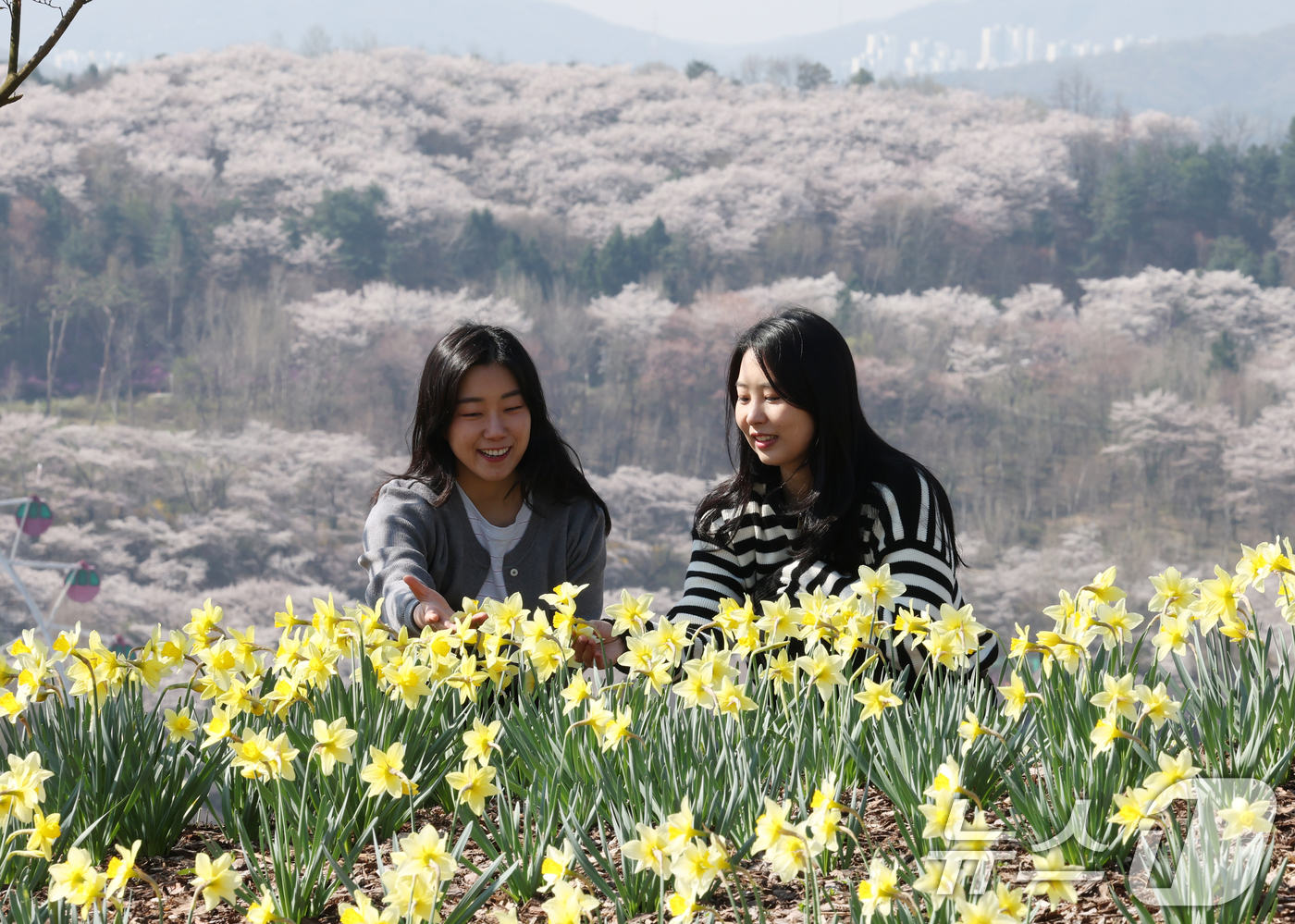 (수원=뉴스1) 김영운 기자 = 화창한 봄날씨를 보인 8일 경기 용인시 처인구 에버랜드 하늘정원길에서 바라본 에버랜드 일대가 벚꽃, 매화, 수선화를 비롯한 봄꽃들로 만개해 있다. …