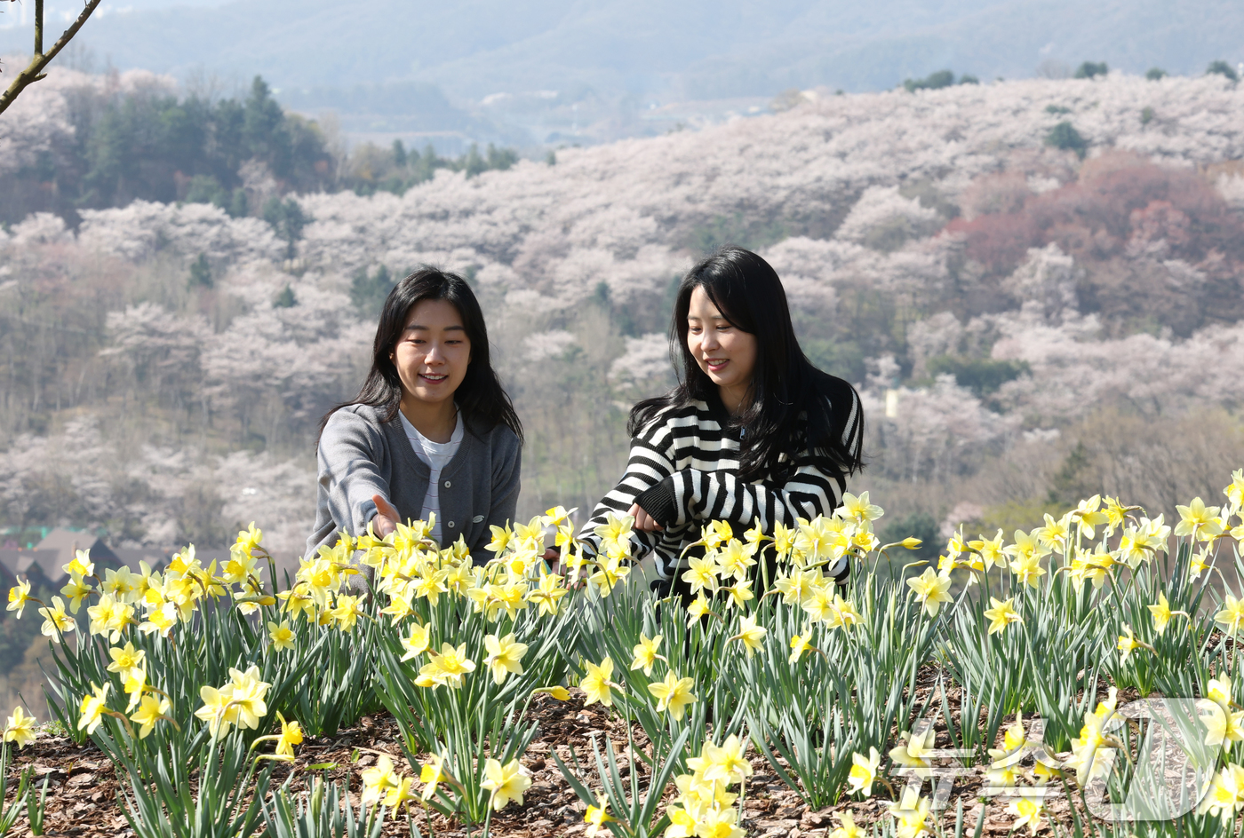 (수원=뉴스1) 김영운 기자 = 화창한 봄날씨를 보인 8일 경기 용인시 처인구 에버랜드 하늘정원길에서 바라본 에버랜드 일대가 벚꽃, 매화, 수선화를 비롯한 봄꽃들로 만개해 있다. …
