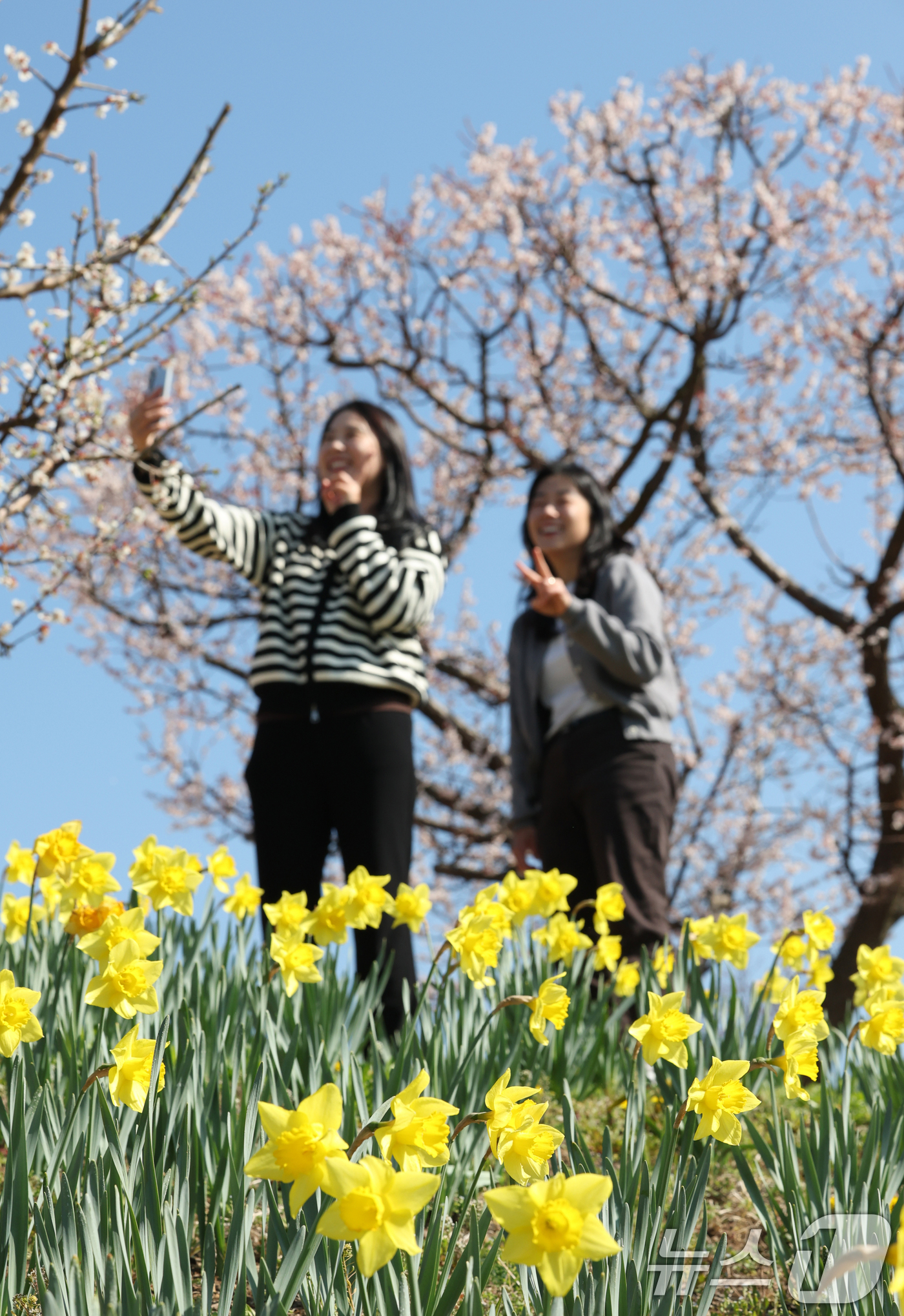 (수원=뉴스1) 김영운 기자 = 화창한 봄날씨를 보인 8일 경기 용인시 처인구 에버랜드 하늘정원길에서 바라본 에버랜드 일대가 벚꽃, 매화, 수선화를 비롯한 봄꽃들로 만개해 있다. …