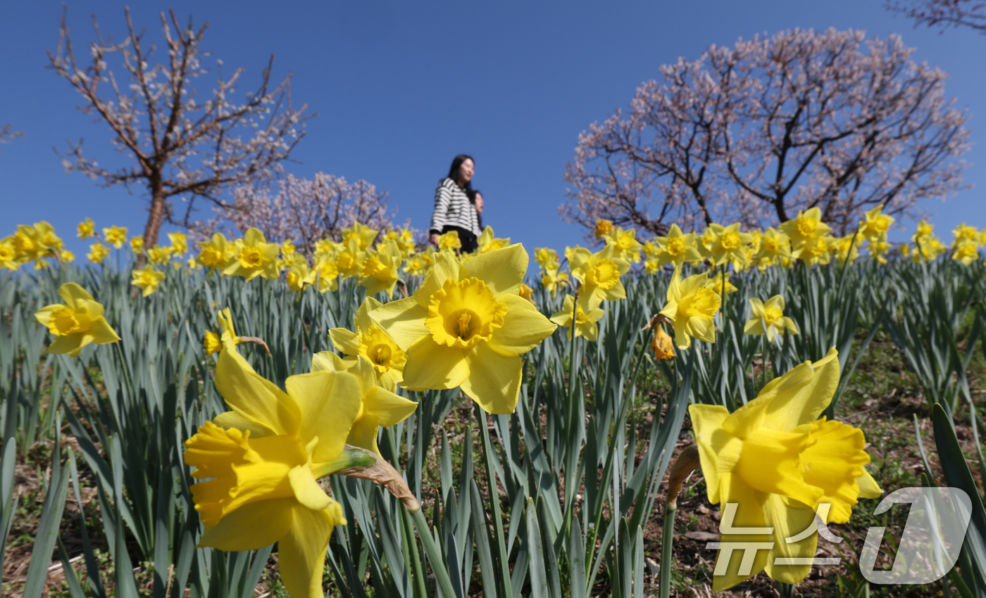 (수원=뉴스1) 김영운 기자 = 화창한 봄날씨를 보인 8일 경기 용인시 처인구 에버랜드 하늘정원길에서 바라본 에버랜드 일대가 벚꽃, 매화, 수선화를 비롯한 봄꽃들로 만개해 있다. …