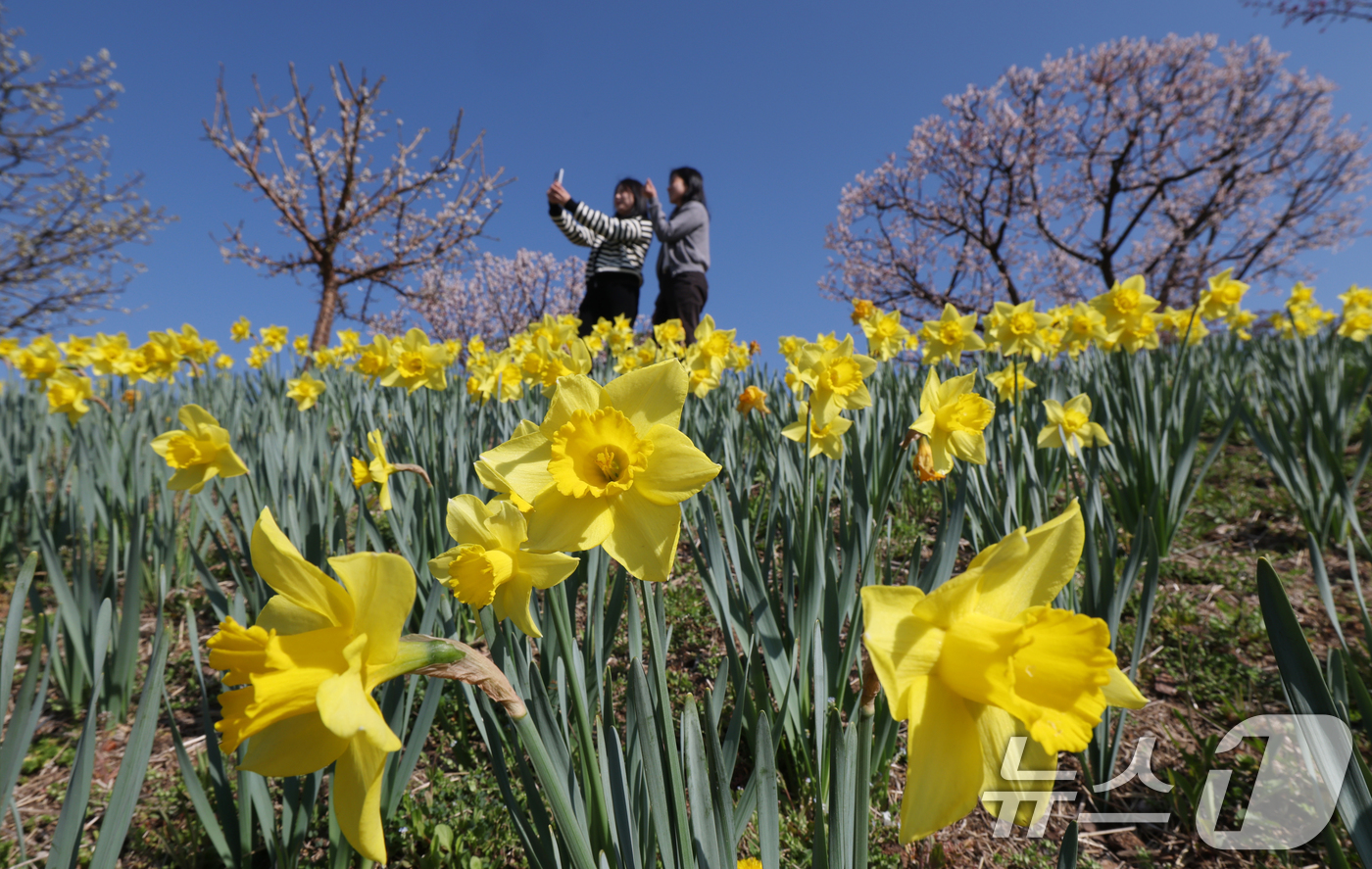 (수원=뉴스1) 김영운 기자 = 화창한 봄날씨를 보인 8일 경기 용인시 처인구 에버랜드 하늘정원길에서 바라본 에버랜드 일대가 벚꽃, 매화, 수선화를 비롯한 봄꽃들로 만개해 있다. …
