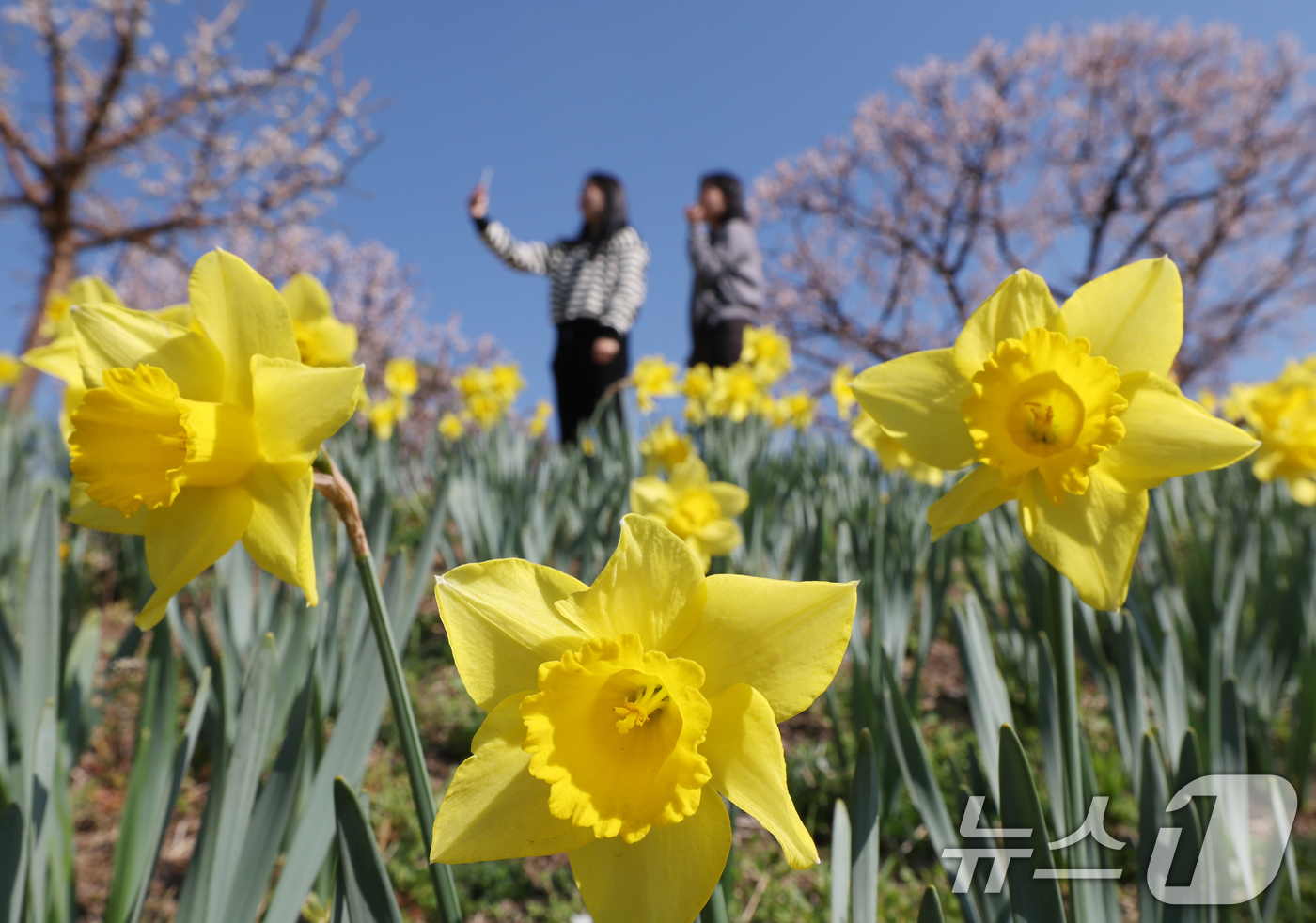 (수원=뉴스1) 김영운 기자 = 화창한 봄날씨를 보인 8일 경기 용인시 처인구 에버랜드 하늘정원길에서 바라본 에버랜드 일대가 벚꽃, 매화, 수선화를 비롯한 봄꽃들로 만개해 있다. …