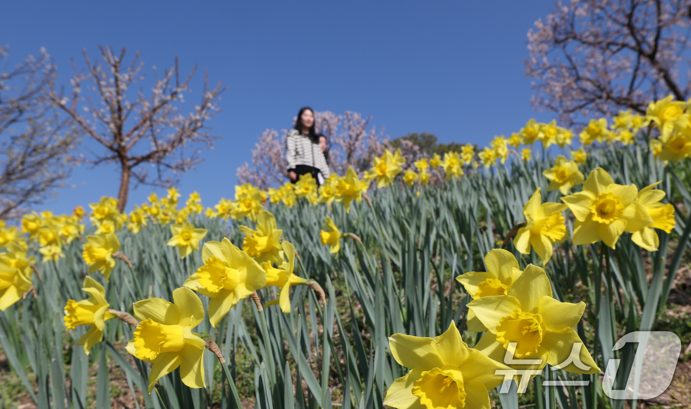 (수원=뉴스1) 김영운 기자 = 화창한 봄날씨를 보인 8일 경기 용인시 처인구 에버랜드 하늘정원길에서 바라본 에버랜드 일대가 벚꽃, 매화, 수선화를 비롯한 봄꽃들로 만개해 있다. …